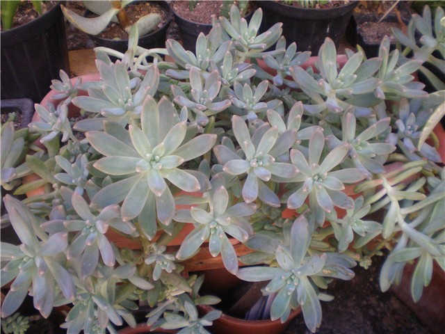 Sedum nussbaumeranum